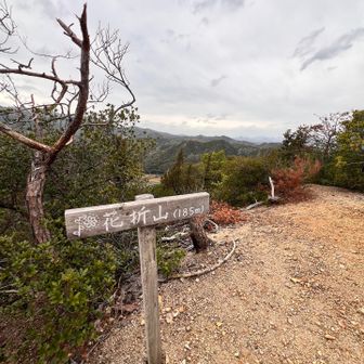 久しぶりの花折山