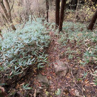 靴紐を結び直し軍手を着けて慎重に崖を下りていきます⚠️なんとか一度も転けずに下山❗️