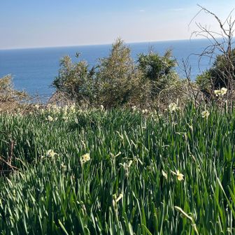 水仙が見頃