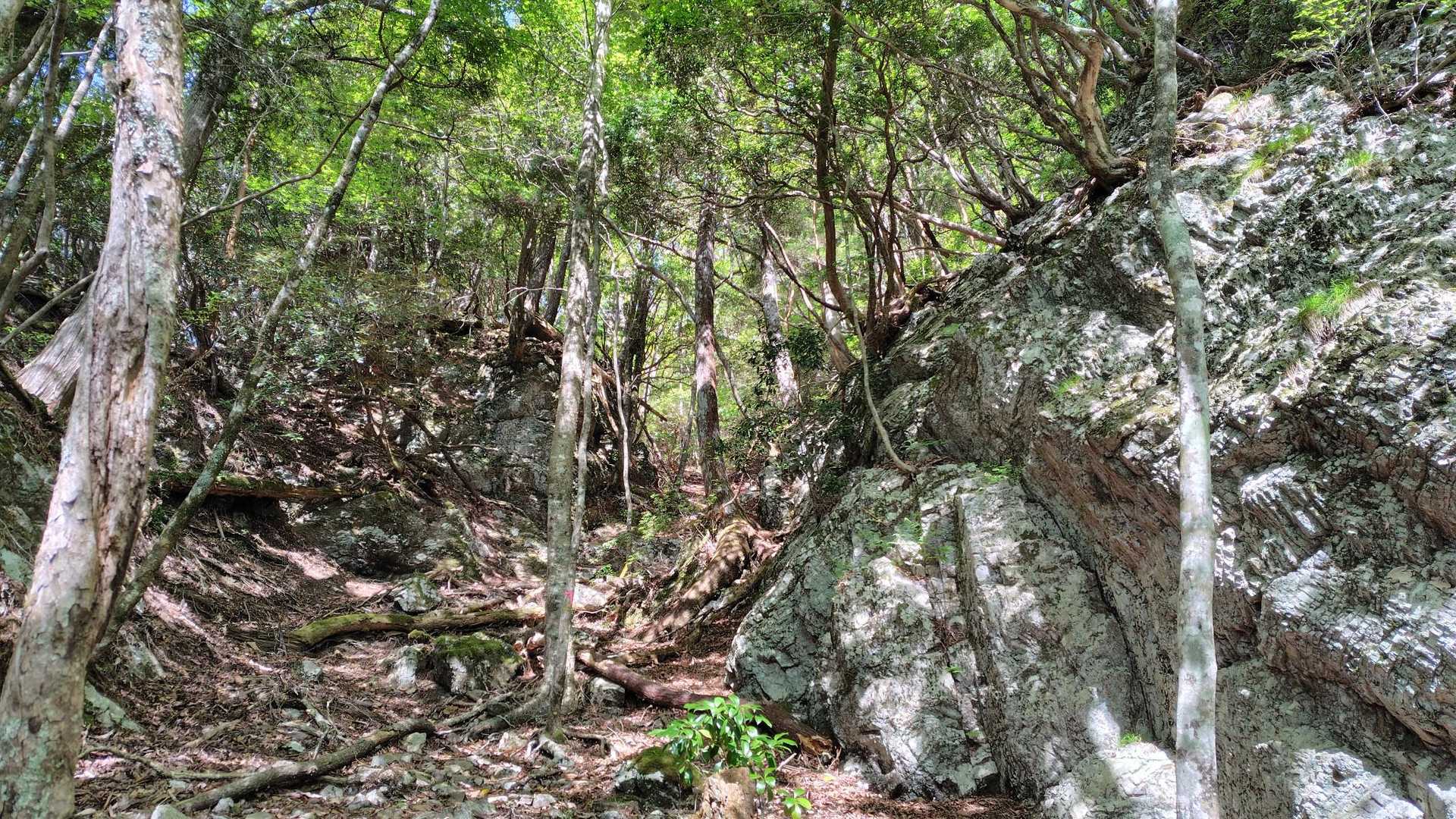 ここは谷を登って行く
ちょっと急で、落葉もあり登りづらい