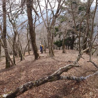 てな感じで映えない沢を詰め上がり
権現山へ