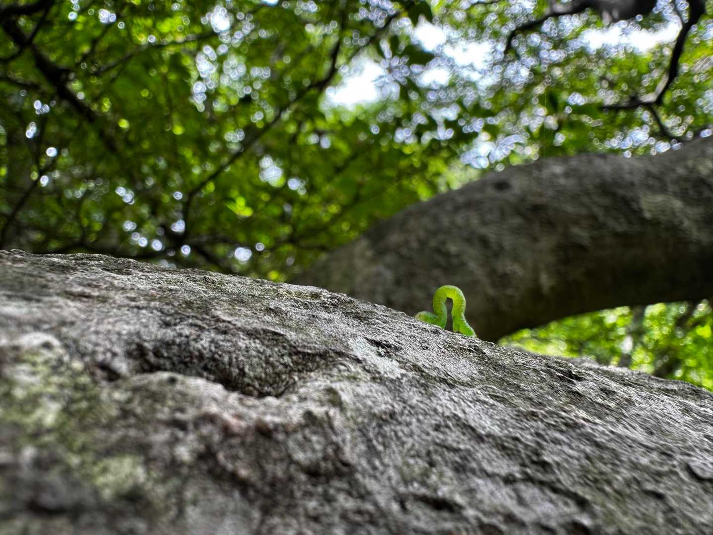 紅葉茶屋の分岐で再び休憩🍵
シャクトリムシも一生懸命木登り中🐛