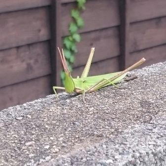 こめつきバッタ