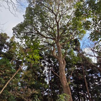 おや？一際目立つ木があります。