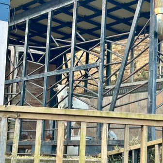 なんか動物の鳴き声がする！

辞世の句を…

と思ったら山羊でした🐐