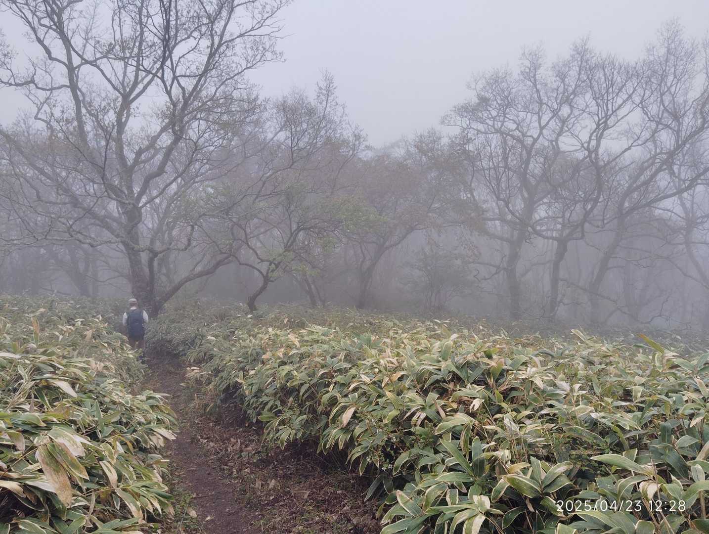 下山は広大な熊笹の中を歩きます。晴れたら景色はサイコー。