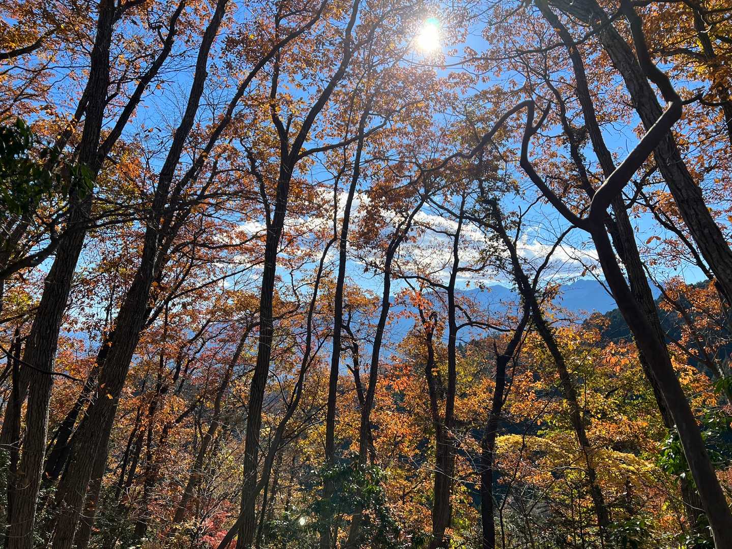 来てみて良かった〜☺️✨
雲 山 空 太陽 紅葉……素晴らしいです💕