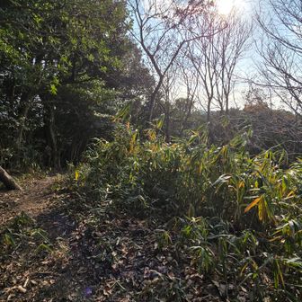 もうちょい先にもピークがあるみたい🚶