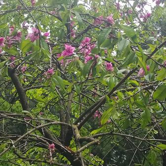 ☆こらん日和☆