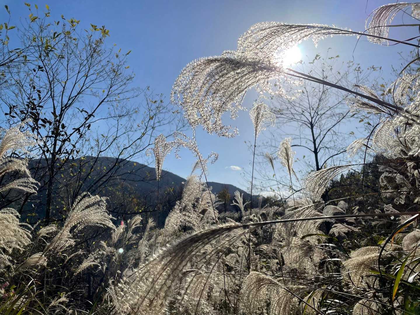 ススキと光のコラボ。
花札🎴のようになってもた😝