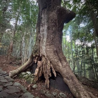 楠大樹（樹齢800年）
これもかなり大きい