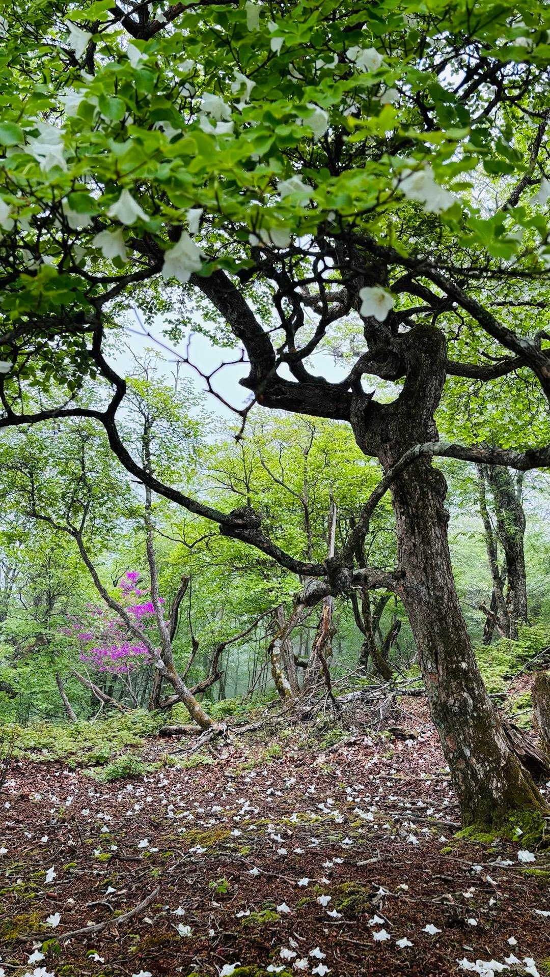 川乗橋バス停-笙ノ岩山-鳥屋戸八丁山-長尾山-蕎麦粒山-横 縦走コースの写真