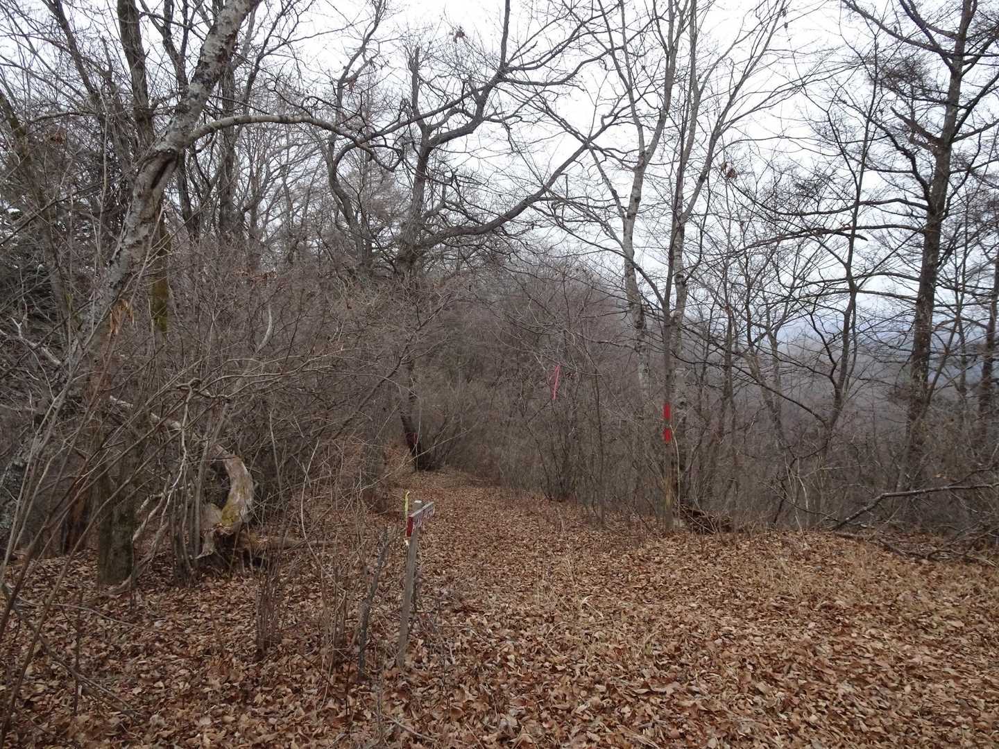 鳥居地峠-金毘羅山-鳥居-権現山 往復コースの写真