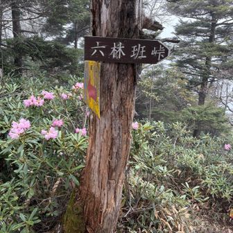 降りは六林班峠経由で。
なかなか険しい登山道でした💦