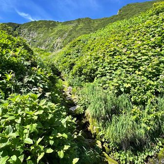 八ノ沢の源頭？水場まできました

ここまでずっと沢沿いなのでなくなったら採水できて楽でした
カムエクはザック軽くて楽ですねー

そしていよいよカールへ！
