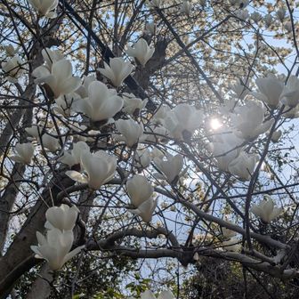 ハクモクレン（白木蓮）