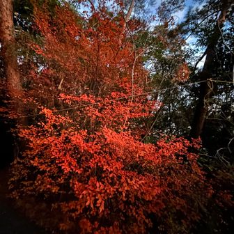 紅葉🍁みっけ(๑╹ω╹๑ )