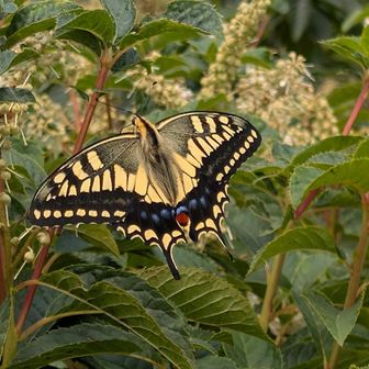 beautiful butterfly at high ridgeline 