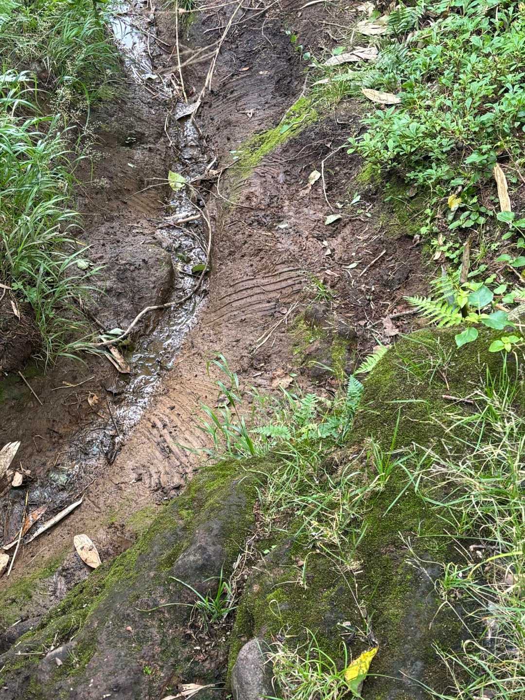 登山道のぬかるみには、🐻の爪痕が多数あります。