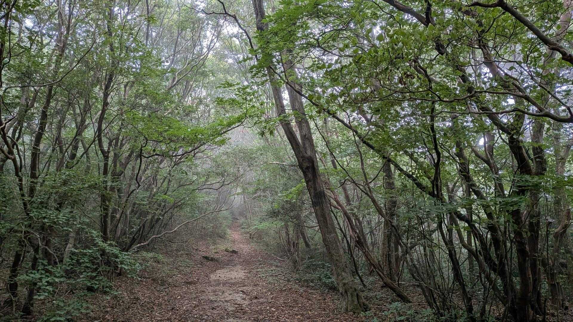 だんだん雲の中に入り、雨粒ぼたぼた