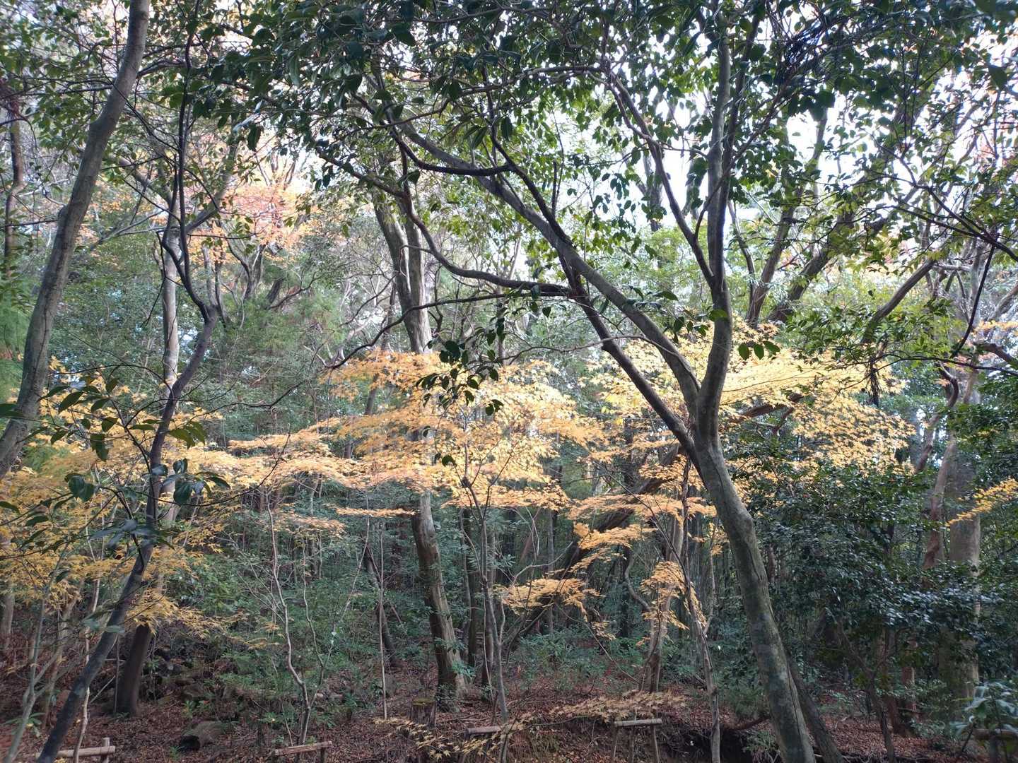 この週末、色んな所で紅葉見たけど
山の中にひっそり色づく🍁も良き