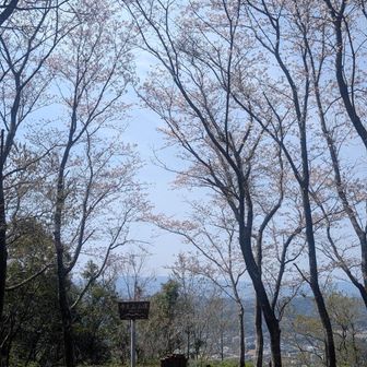 桜の下でお昼寝したい😊