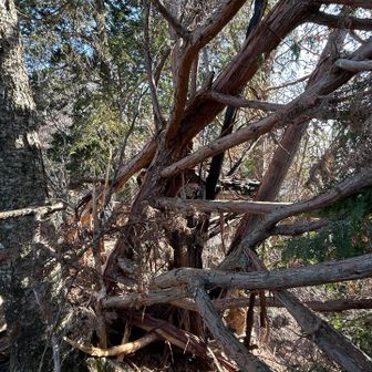 石裂山　落雷のあと。