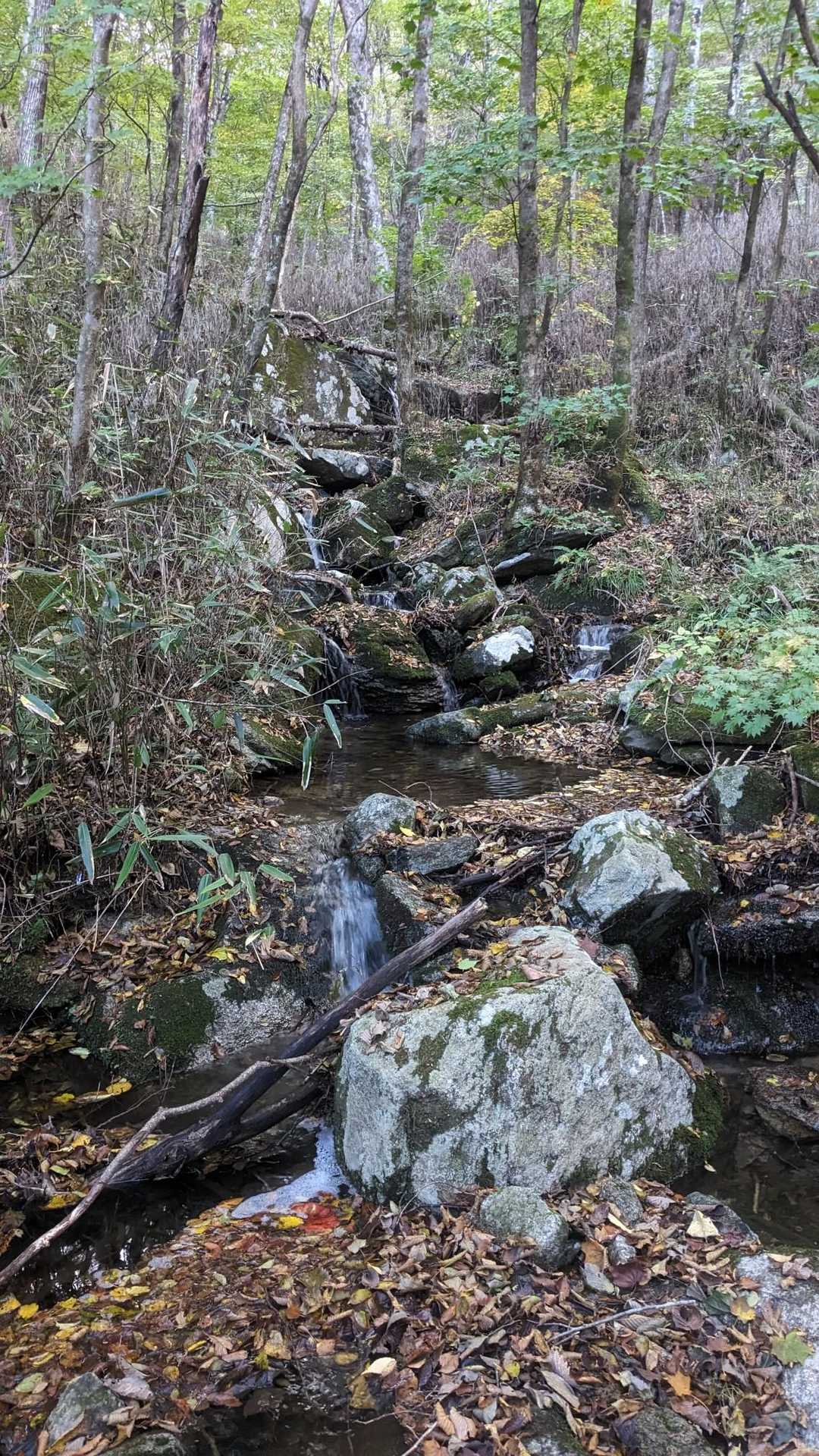 やっぱ尾根道〜っ‼️沢を渡ってっと🙂