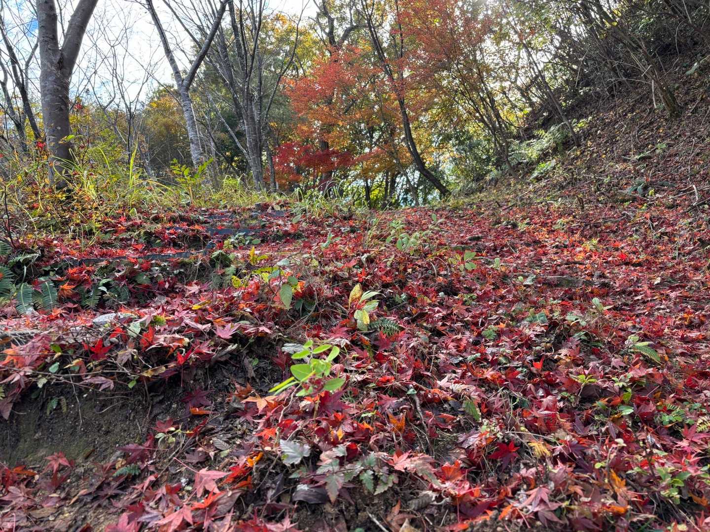 赤いモフモフ絨毯🍁