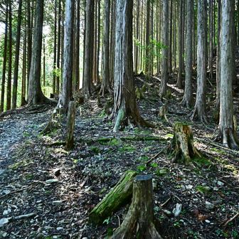 歩き始めは人工林から🌲
