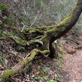 二上山（雌岳） / pecoさんの金剛山・二上山・大和葛城山の活動データ