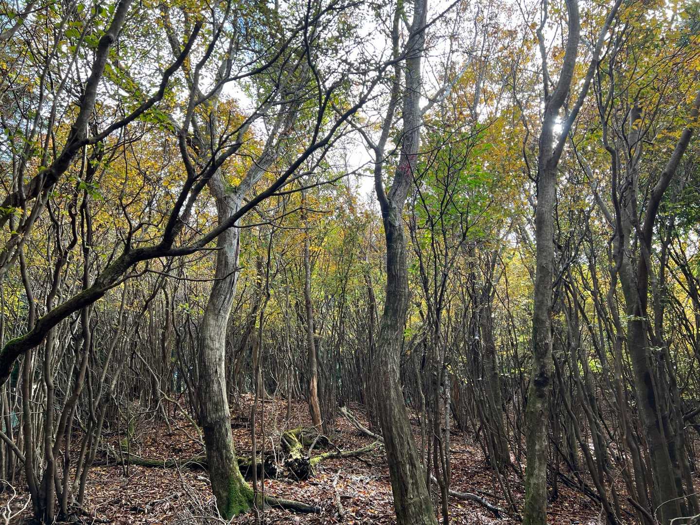 矢倉沢バス停-矢倉沢登山口-矢倉岳-清水越-地蔵堂バス停 縦走コースの写真