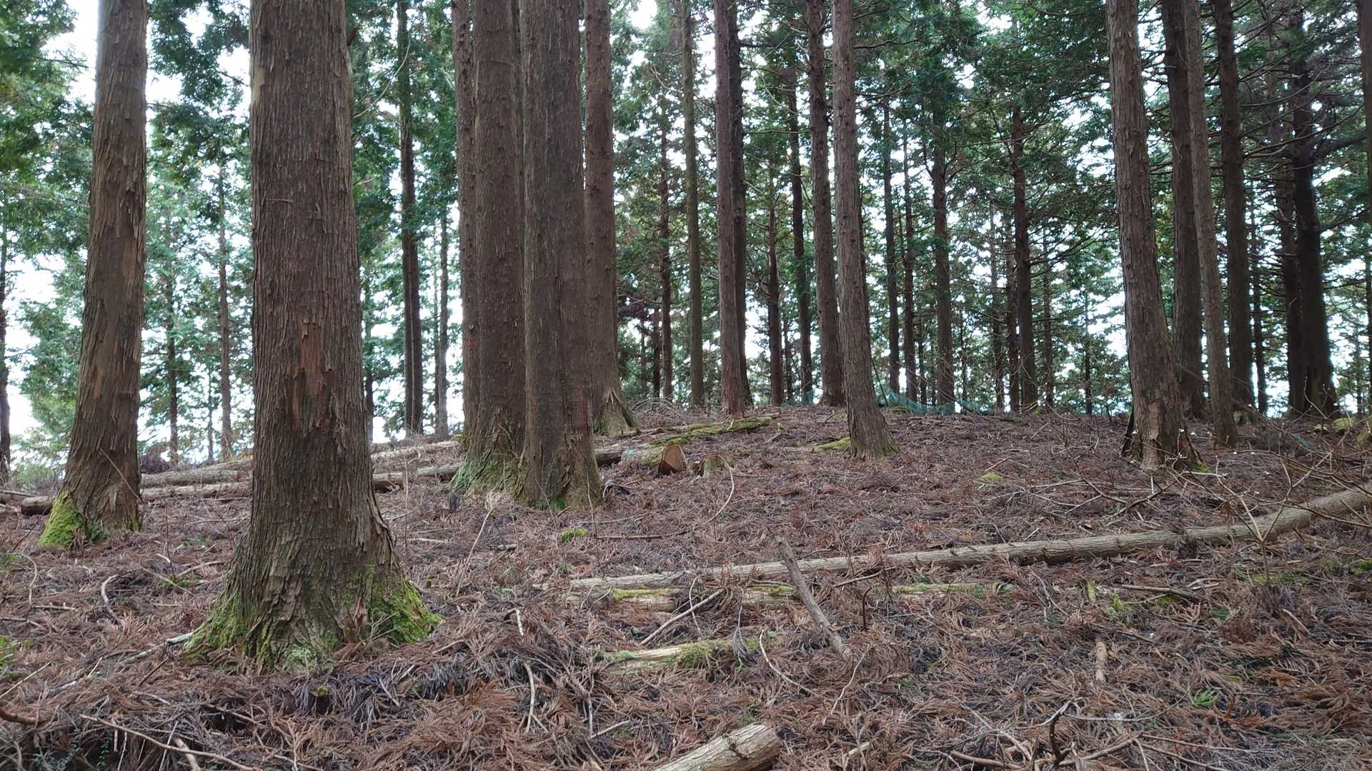 何もない。遠見山。