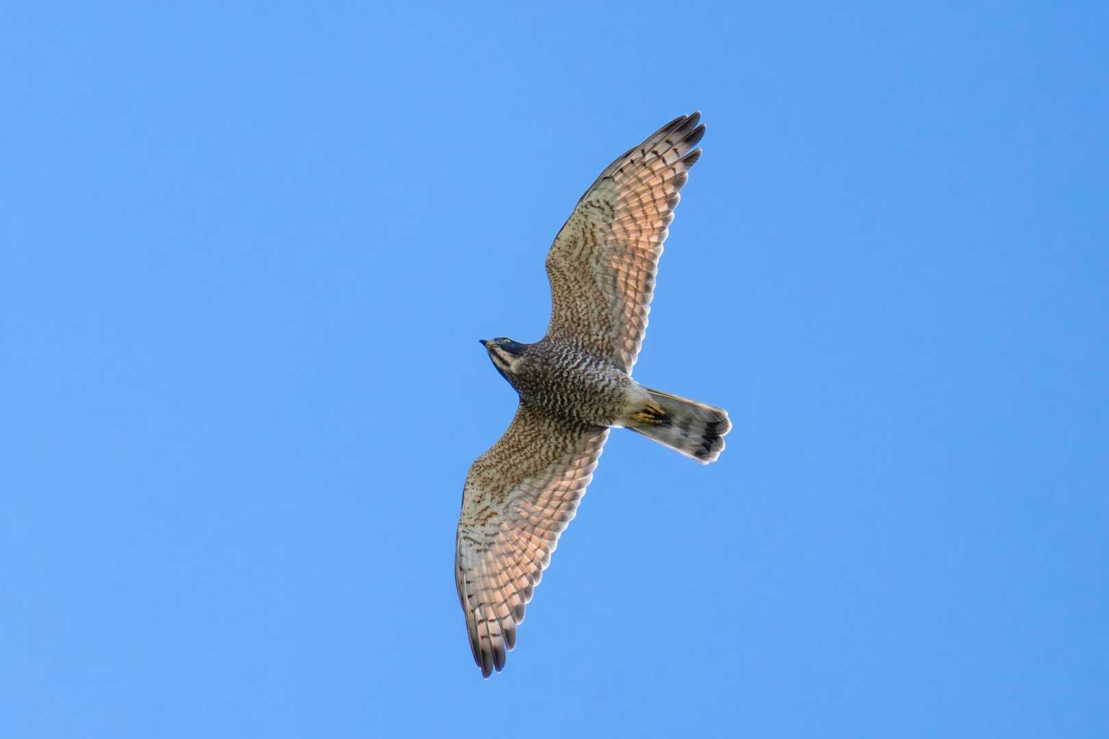 瑞龍寺山・金華山ダッシュ💨 / JETkaeruのウォーキングデータ | YAMAP