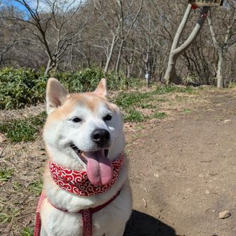 コマ（♂️８歳）すっかり私と同じおじさんになりました👴🏻
