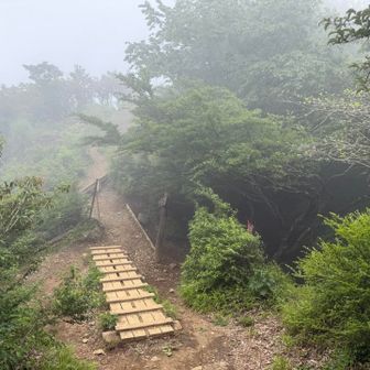 ヘロヘロで政次郎尾根を登り切り、表尾根との合流地点で休憩しますが、表尾根から来てる人達になんでこんな所で休憩してんだよ邪魔くせぇなみたいな目で見られます。