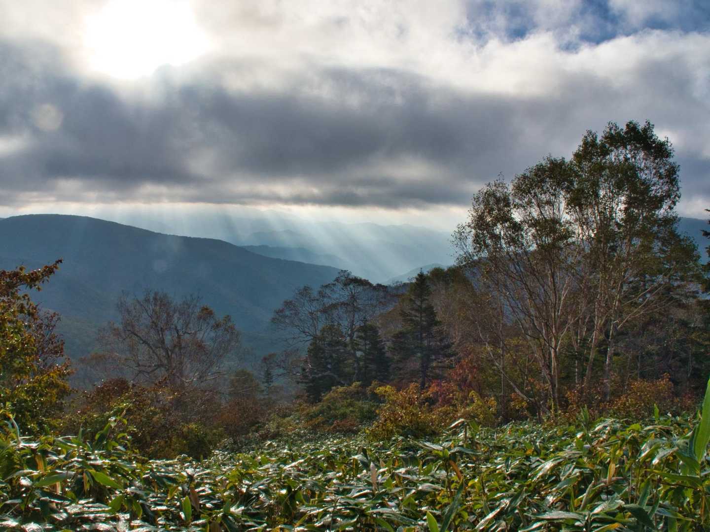 一ノ瀬バス停-尾瀬沼-燧ヶ岳-尾瀬ヶ原-至仏山-鳩待峠 縦走コースの写真