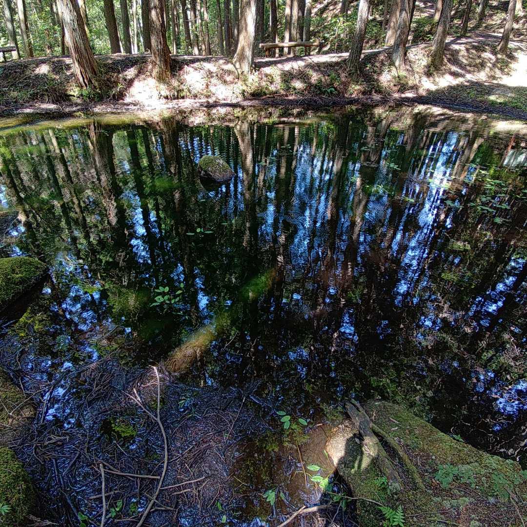 心字池　青空が写って綺麗です　サギソウにも会えてよかったです　ありがとうございました😺
