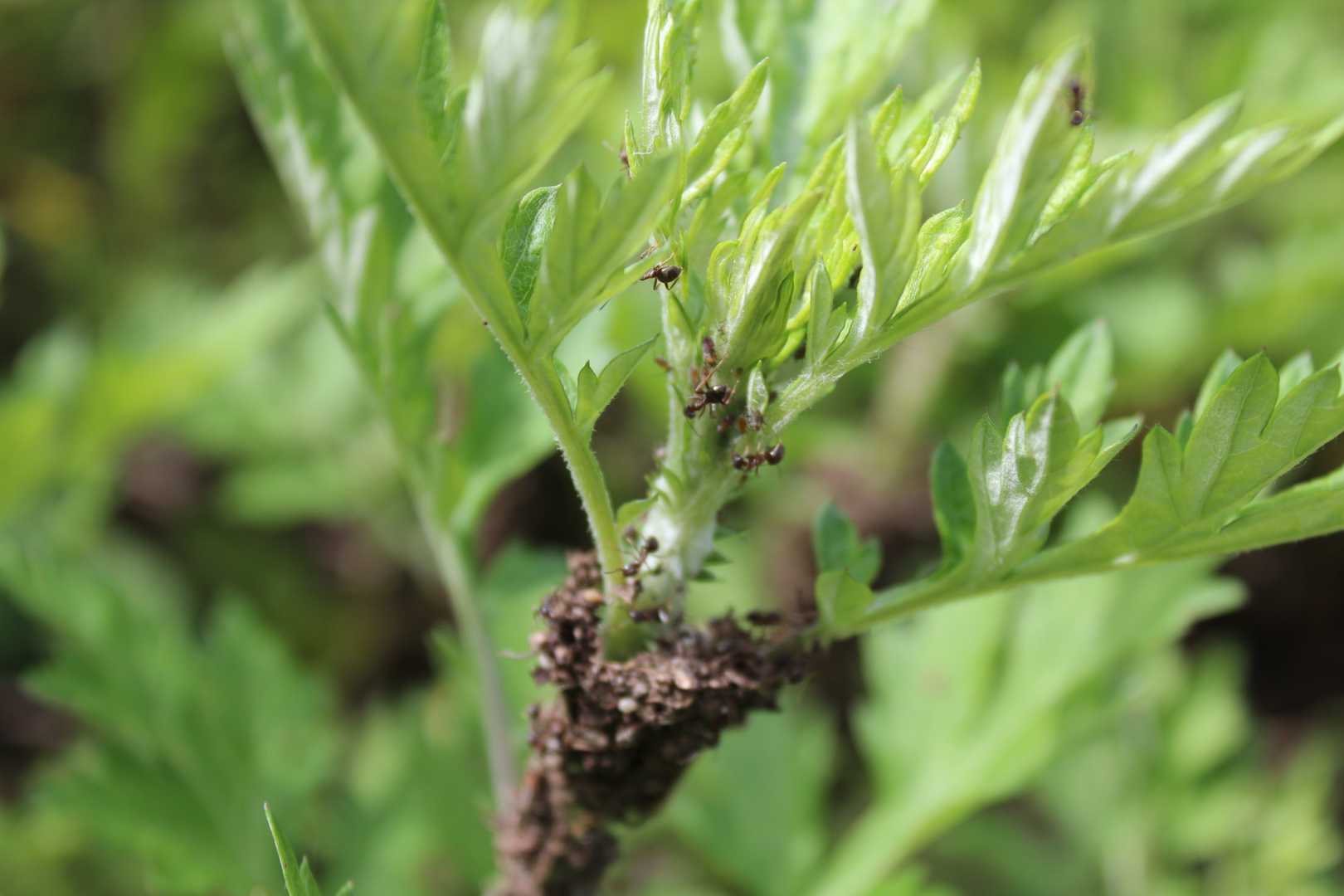 触ったらぞろぞろ出てきました🐜ごめんなさい！