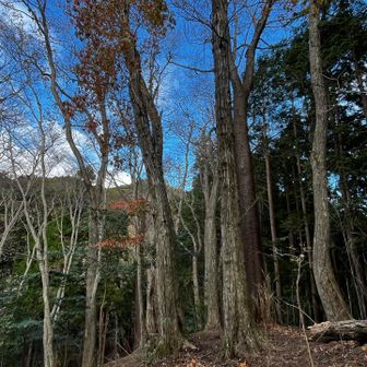 コナラやヤマザクラが残されてる所も