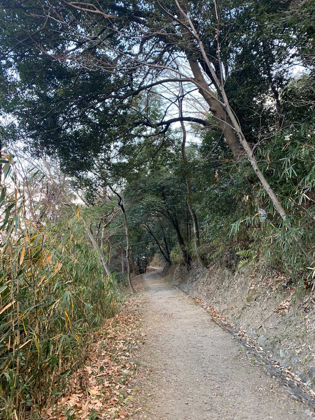木のトンネル✨