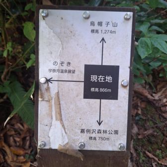 樹が伸びていて見えない・・・