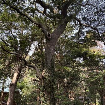 神武寺にある立派な大木は樹齢400年
なんじゃもんじゃの木
名前の理由は樹種が分からないから😆