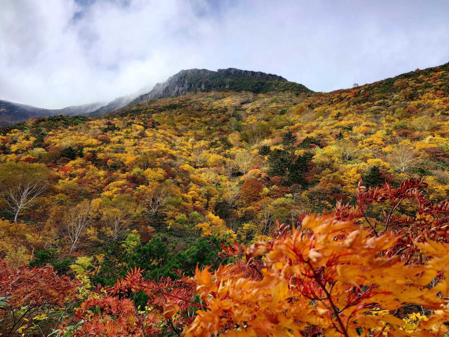 光が当たると鮮やか🍁