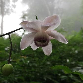 ゆっくりつねちゃん