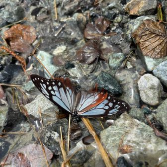 アサギマダラ🦋