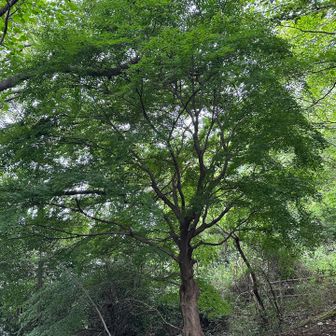 高崎山の貴婦人…🌳