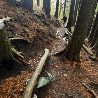 暫く一緒に歩いてた、ボルト君とテンちゃん😍癒された〜