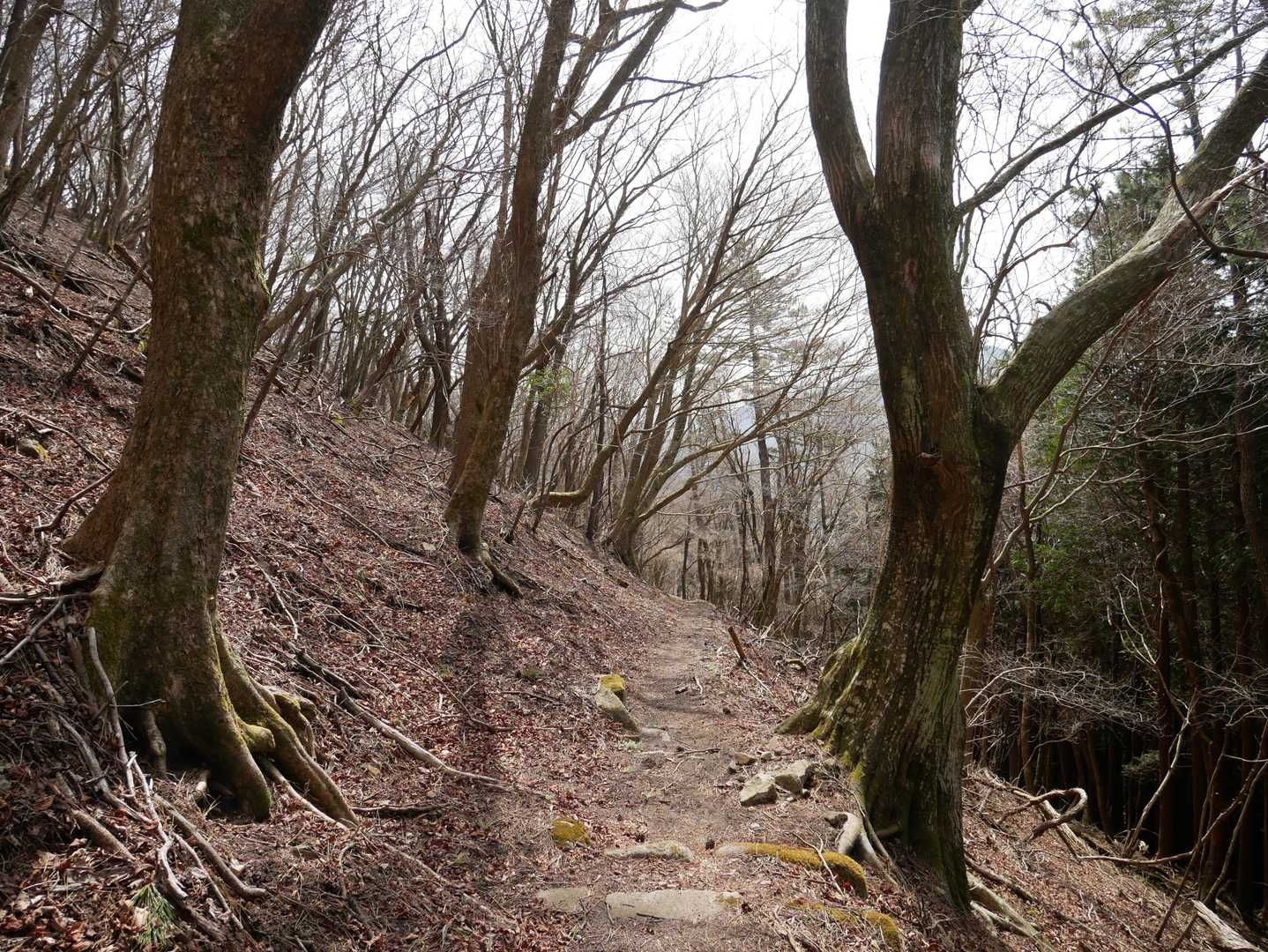 歩きやすい道🎶
だけど曇ってきたよ⤵️