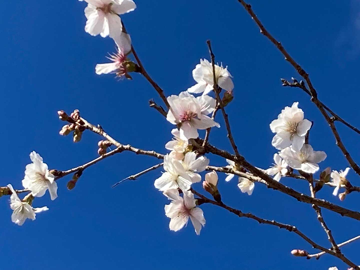春の桜より控えめな感じが好きです🌸